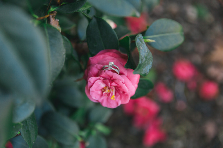 Roseville photographer